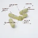 neuro_nuevo-es_cap_1100x.webp